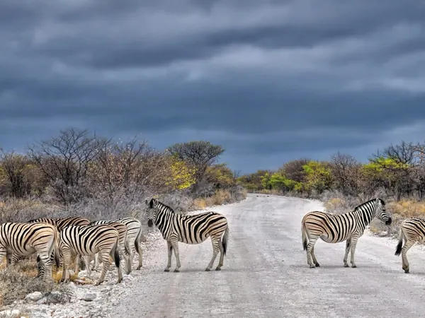 Etosha National Park, zebras on the road near Halali
