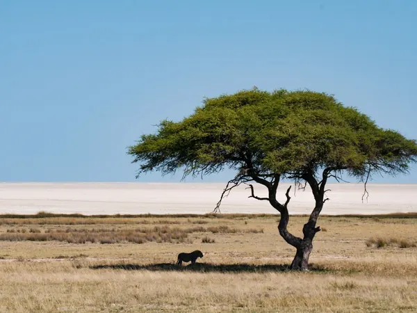 Lone acacia on the edge of the Etosha Pan (leaving Etosha)