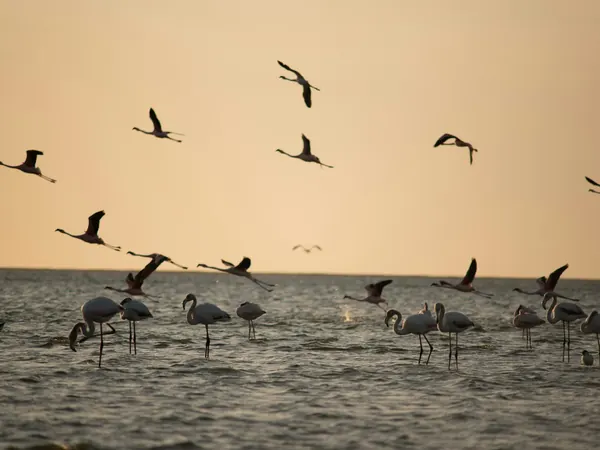 Walvis Bay, flamingos flying at sunset