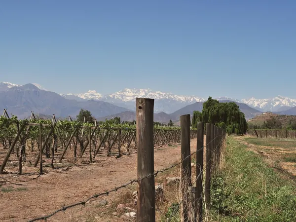 Vineyards of Chile's Central Valley below the Andes