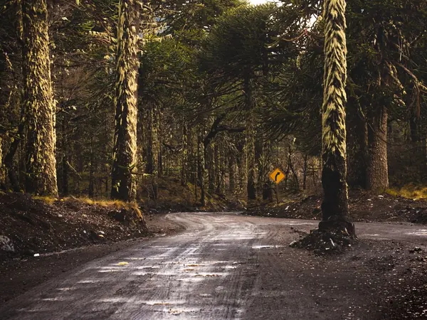 Road through araucaria forest in Neuquén
