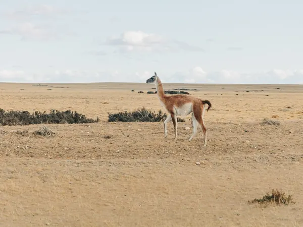 Guanaco on the Patagonian steppe, Santa Cruz