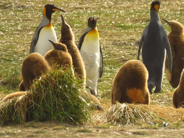 King penguins in Chilean Tierra del Fuego