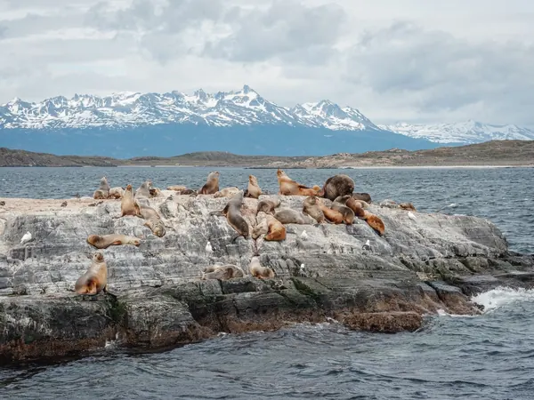 Sea lions on an islet in the Beagle Channel, Ushuaia