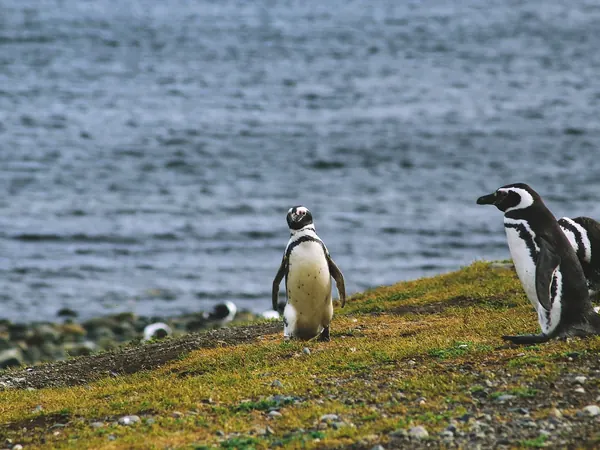 Magellanic penguins on Magdalena Island, Strait of Magellan near Punta Arenas