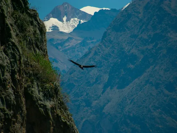 Andean condor over the Colca Canyon (Cruz del Cóndor)
