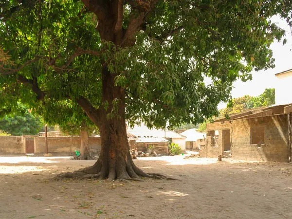 Ziguinchor, shady square with a great tree