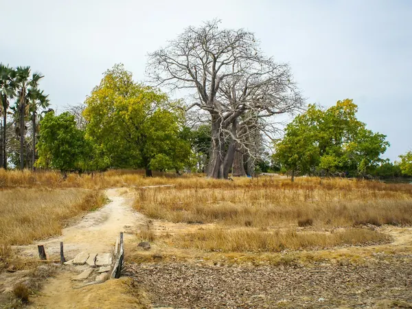 Casamance countryside with baobab