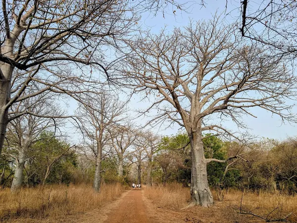 Baobab forest in the Sine-Saloum