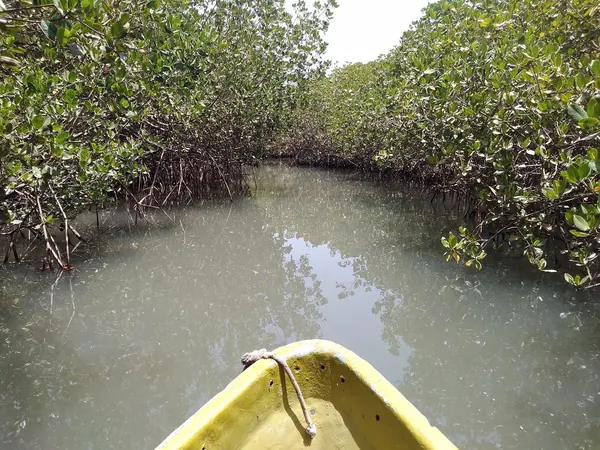 Mangrove channel in the Somone lagoon