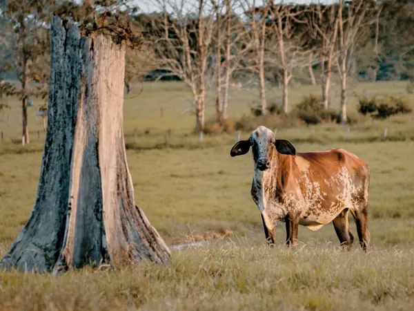 Zebu cattle on the tropical grasslands of Colombia's Caribbean lowlands