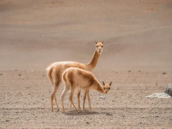 Vicuñas on the altiplano near Uyuni