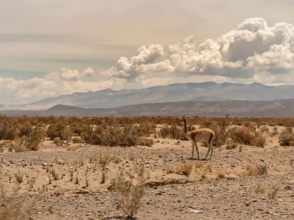 Vicuña on the high puna of Jujuy, on the road from the Jama pass to Susques