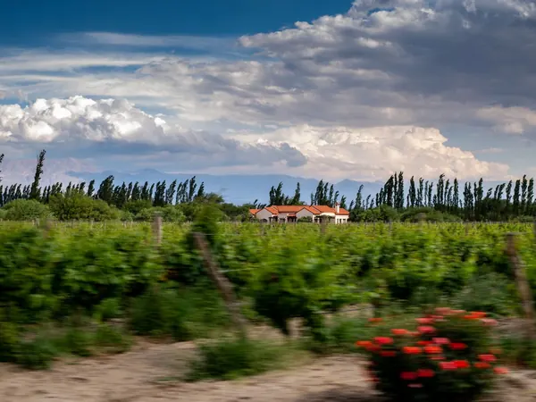 Vineyards of Cafayate, the high-altitude wine town