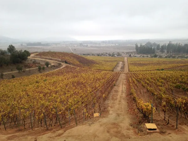 Vineyards of the Casablanca valley, between Santiago and Valparaíso