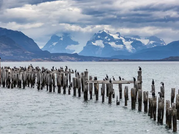 Old pier with cormorants on Última Esperanza sound, Puerto Natales