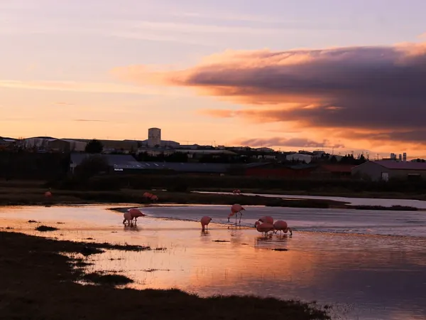 Tres Puentes wetland at sunset, Punta Arenas