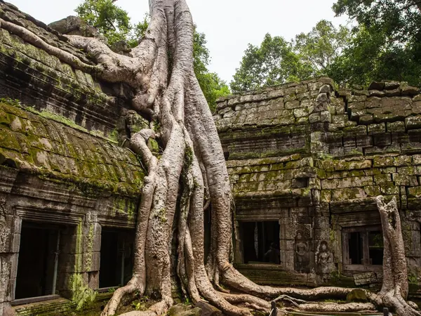 Ta Prohm, temple swallowed by tree roots