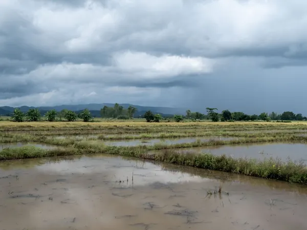 Rice fields in the Chiang Rai countryside
