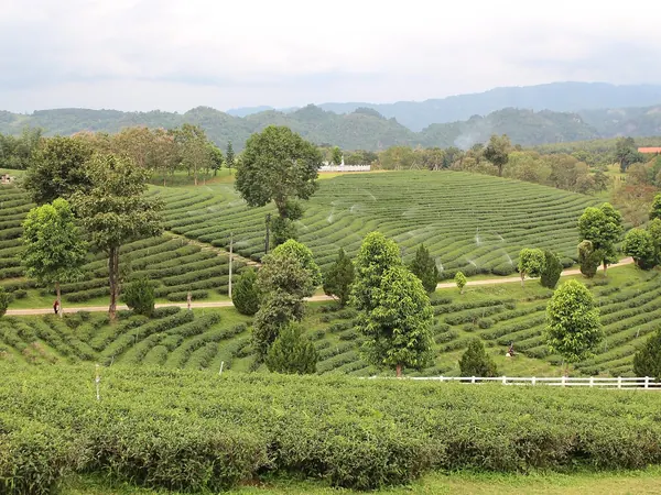 Choui Fong tea plantation, Mae Chan