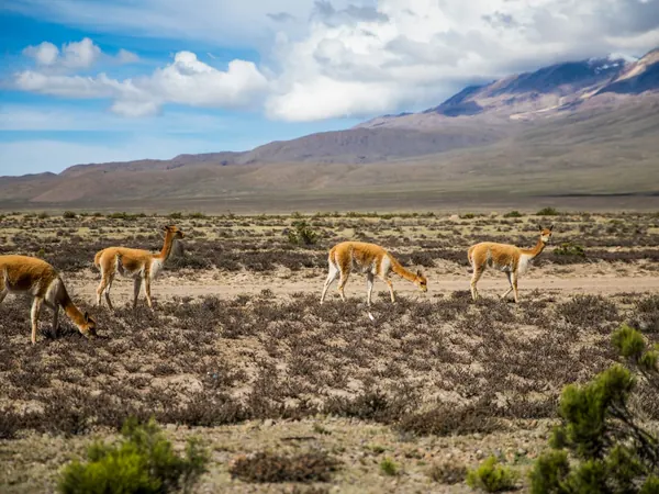 Vicuñas on the high puna of southern Peru, the landscape of the Pampa Galeras crossing above 4,000 m