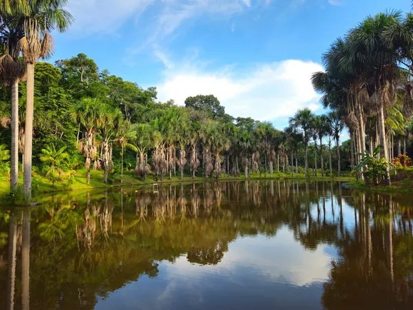 Rainforest lake near Puerto Maldonado, Madre de Dios