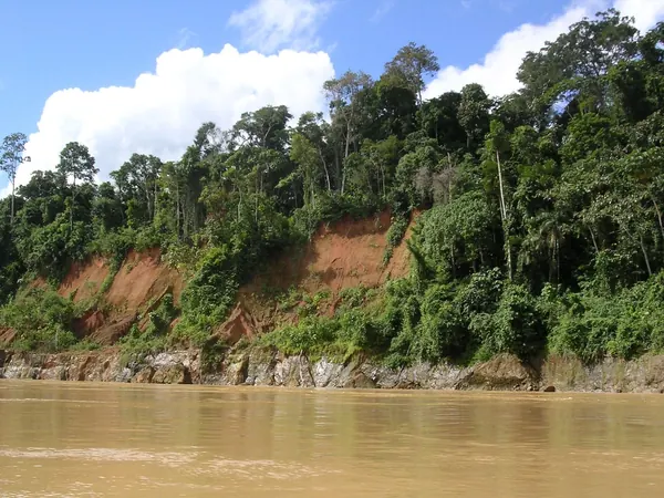 Rainforest riverbank in Madre de Dios, on the way to Iรฑapari and the Acre river