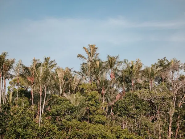 Western Amazon rainforest, the landscape along the BR-317 to Rio Branco (no credit-free photo of the road or of Rio Branco's waterfront exists)