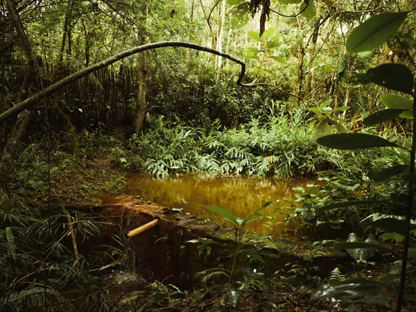 Inside the Amazon rainforest, Brazil