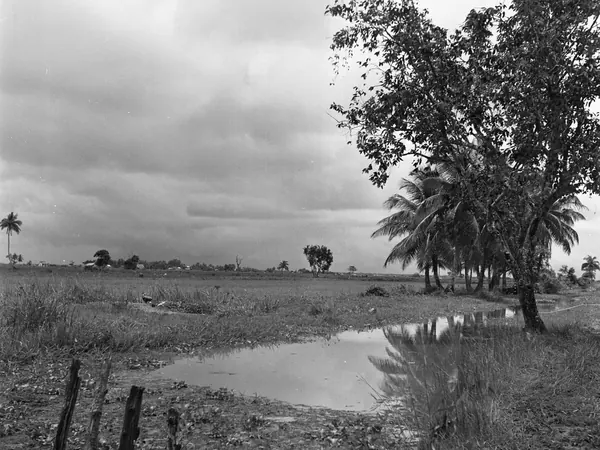 Polder landscape in Nickerie (historic 1950s photo; no modern free photo exists)