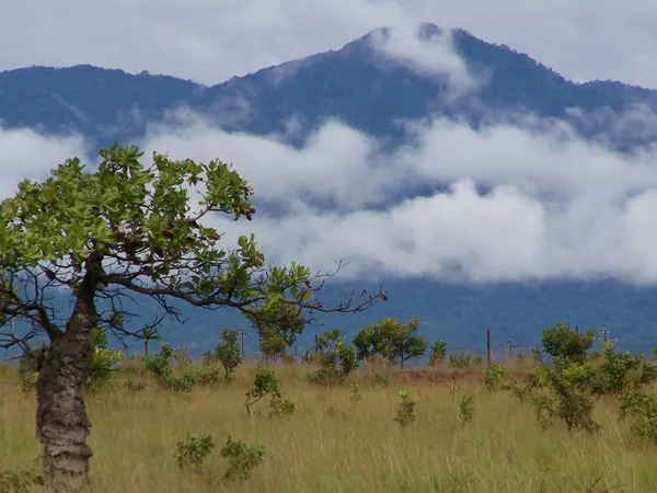 Rupununi savannah below the Kanuku Mountains