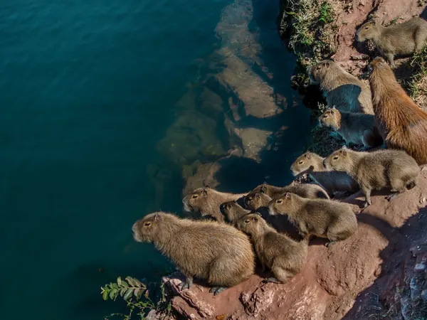 Capybaras by the water, typical Llanos wildlife
