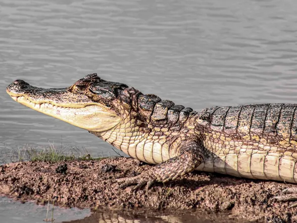 Caiman on a riverbank in the Llanos