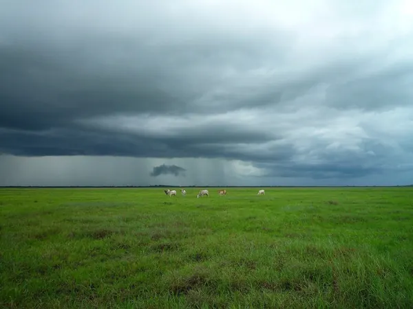 Llanos near Elorza, Apure (on the way to Guasdualito)