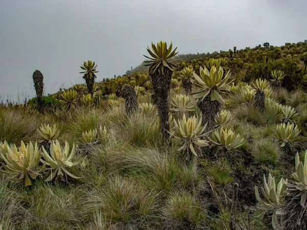 Frailejรณn pรกramo in the Eastern Cordillera, on the climb to Pamplona