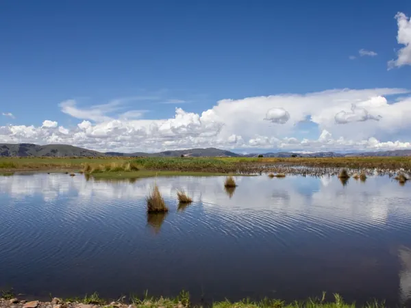 Altiplano wetlands near Puno, on the ride from Cusco