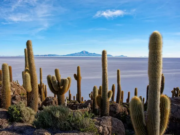 Isla Incahuasi cacti over the Salar de Uyuni