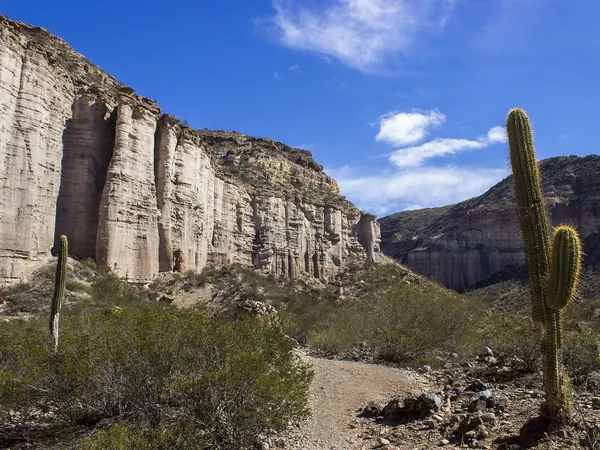 Parque Provincial El Chiflón, canyon walls and cardón cacti, La Rioja
