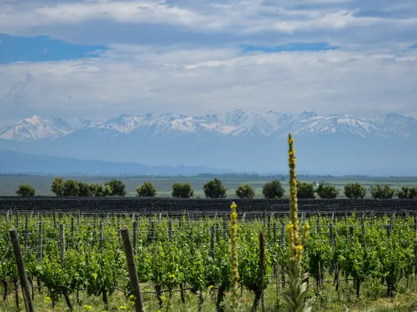 Vineyards of Mendoza's Uco Valley below the Andes