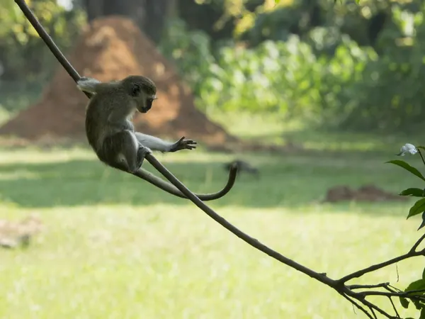 Vervet monkey in the Entebbe Botanical Gardens, on Lake Victoria