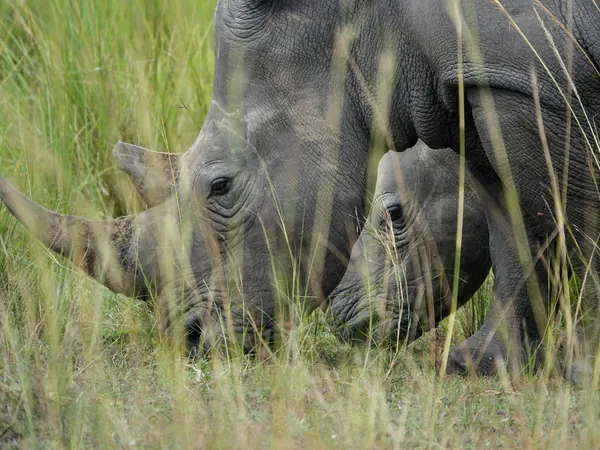 White rhinos at Ziwa Rhino Sanctuary