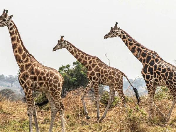Rothschild's giraffes on the Murchison Falls savannah