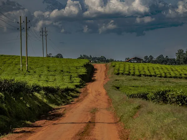 Tea plantations near Fort Portal / Kibale