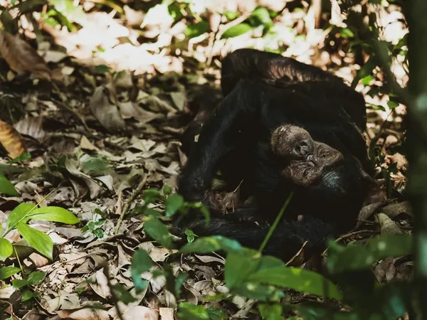 Chimpanzee in Kibale Forest