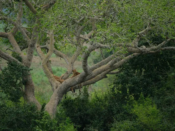 Tree-climbing lion, Queen Elizabeth National Park