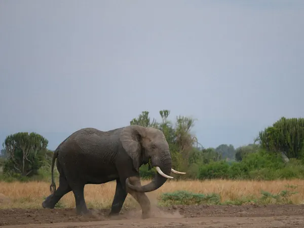 Elephant in Queen Elizabeth National Park