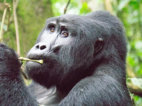 Mountain gorilla in Bwindi Impenetrable Forest