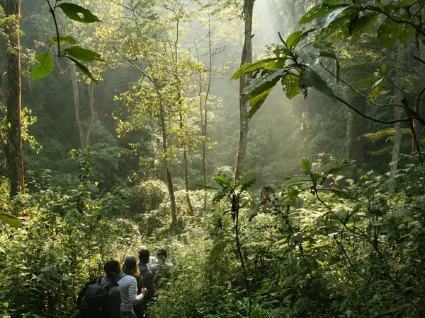 Trekking through Bwindi Impenetrable Forest