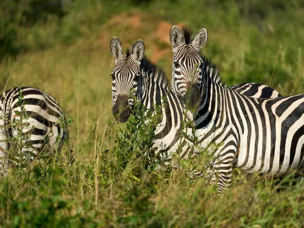 Zebras in Lake Mburo National Park
