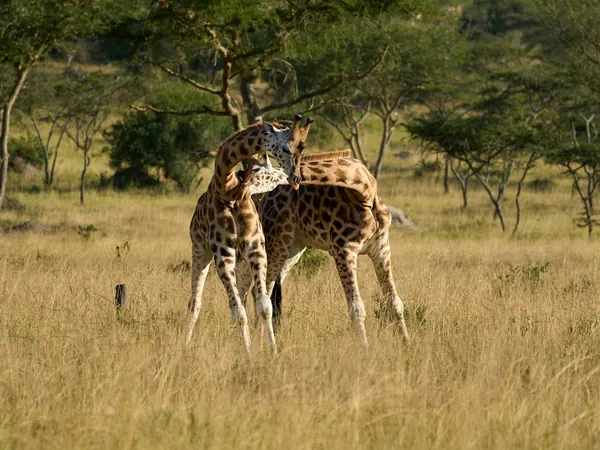 Giraffes in Lake Mburo National Park